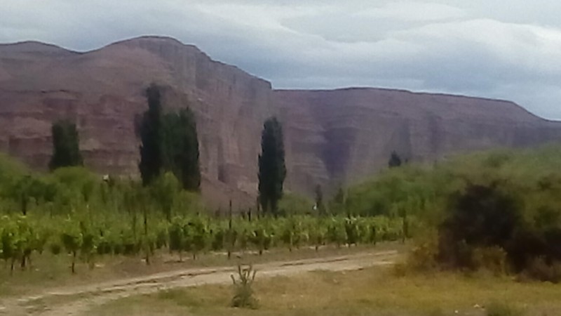 CAMPO en LOS ALTARES con VIÑEDO FUNCIONANDO