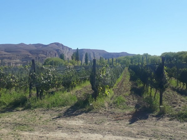 CAMPO en LOS ALTARES con VIÑEDO FUNCIONANDO