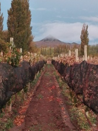 CAMPO en LOS ALTARES con VIÑEDO FUNCIONANDO