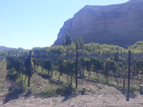 CAMPO en LOS ALTARES con VIÑEDO FUNCIONANDO