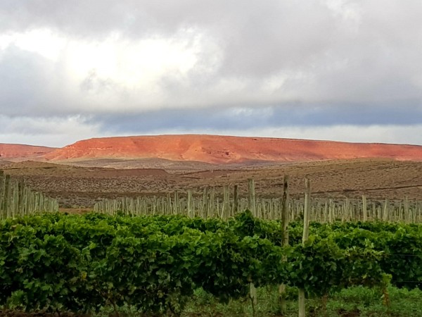 CAMPO en LOS ALTARES con VIÑEDO FUNCIONANDO