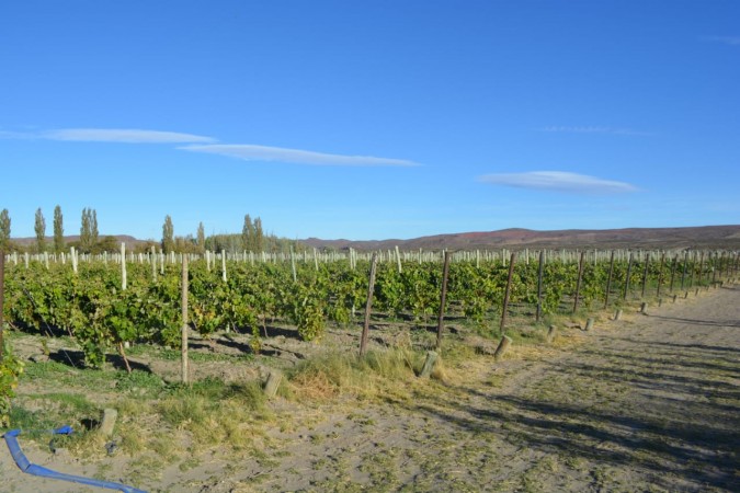 CAMPO en LOS ALTARES con VIÑEDO FUNCIONANDO