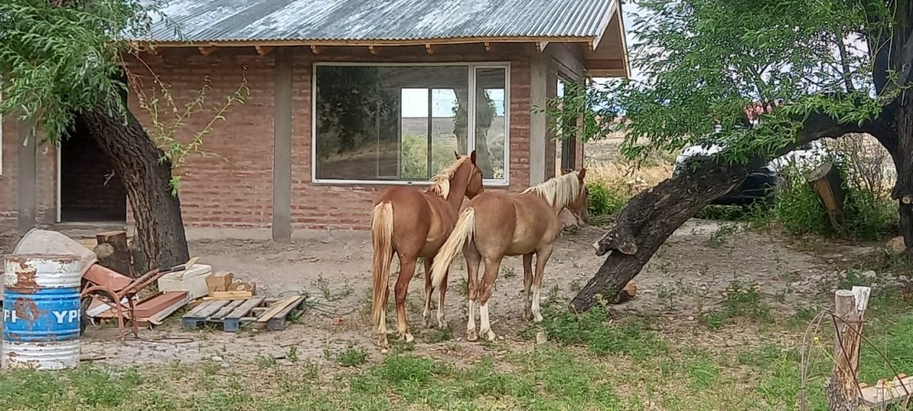 CAMPO en LOS ALTARES con VIÑEDO FUNCIONANDO