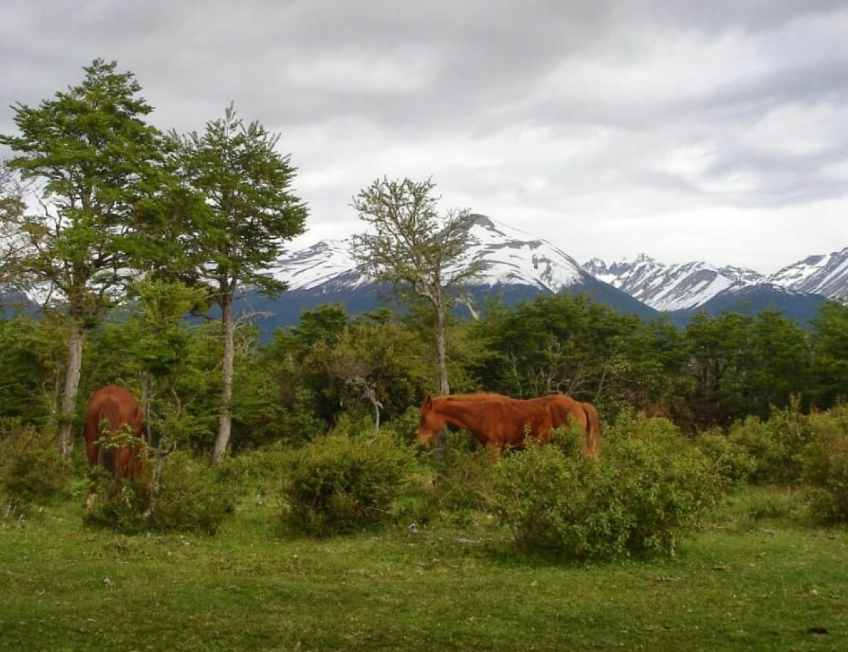 ESPECTACULAR CHACRA 2,8HAS EN EL CORAZON DE LA PATAGONIA 
