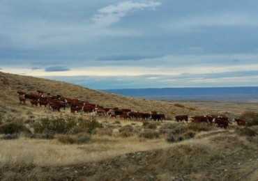 Excelente campo 10.000 Has en Calafate